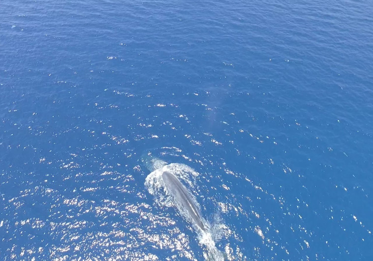 Une baleine bleue dans le golfe d'Eilat