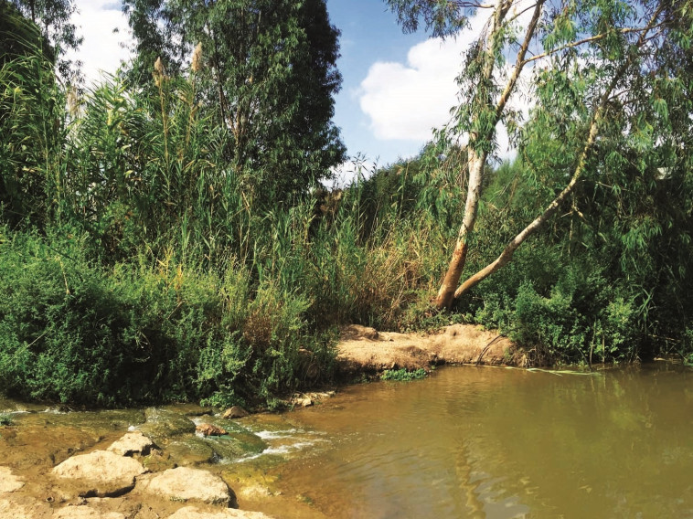 מעיין תמנע. צילום: מיטל שרעבי מעיין תמנע. צילום: מיטל שרעבי