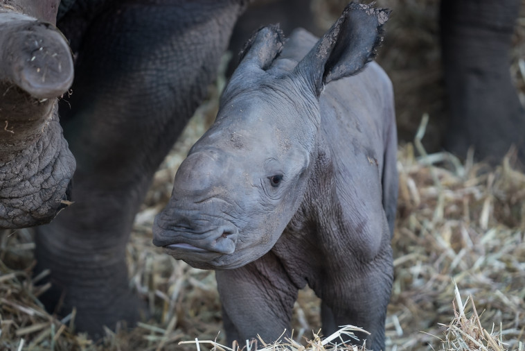 הקרנפון החדש. צילום: שי בן נפתלי 