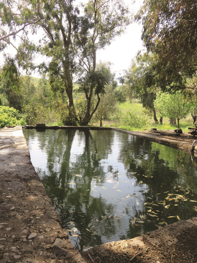 ג'וחרה. צילום: הדר יהב
