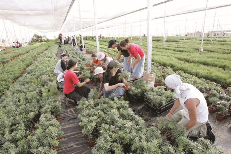 עשרות דונמים של חממות, והכל ממחושב. חממה במושב גני טל, 2005. צילום: אדי ישראל