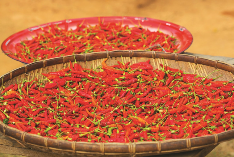 בימיהם הטובים. פלפלים מזן "רמירז". צילום: אינג'אימג