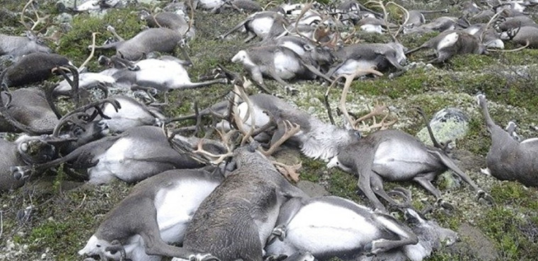 פגרי האיילים שנפגעו מהברק. צילום מסך גטי אימג'ס/AFP
