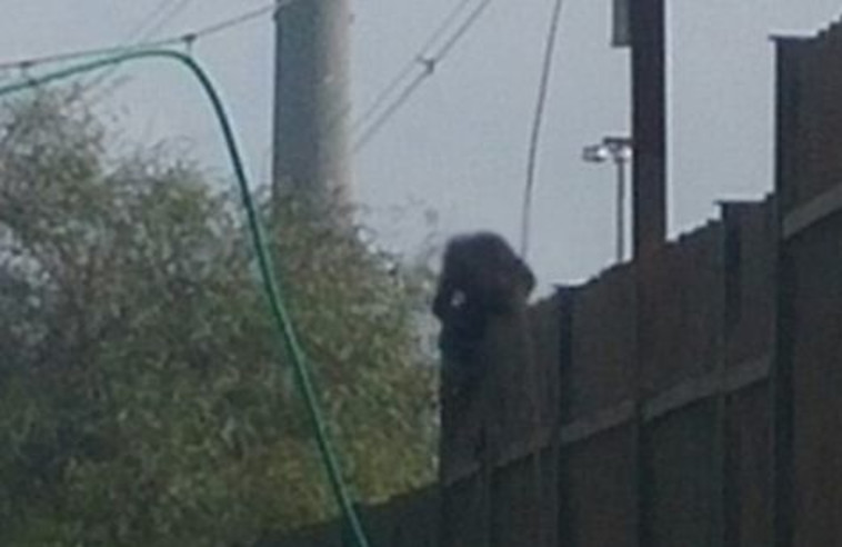 קוף בראשון לציון. צילום: משטרת ישראל