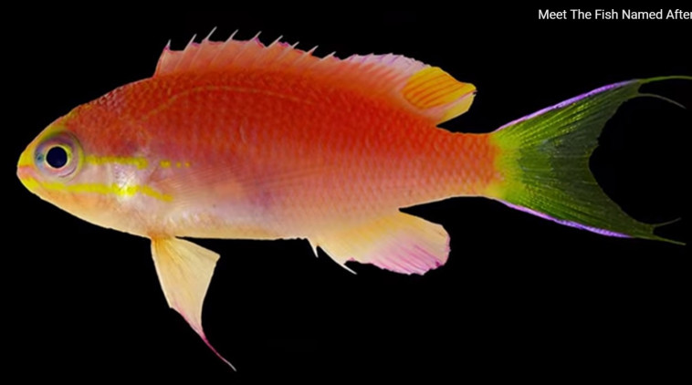 הדג אובמה. צילום מסך: יוטיוב