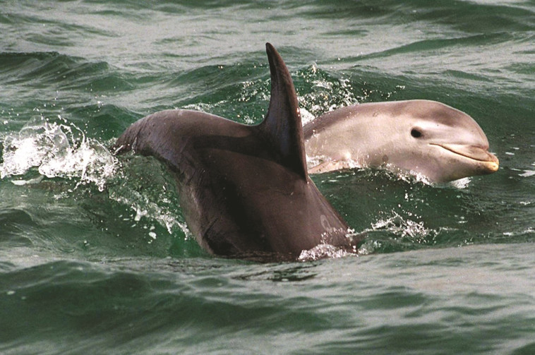 "דומה לשיחה בין שני אנשים". דולפינים. צילום: רויטרס