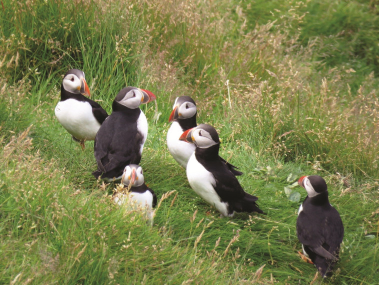 פאפינים. צילום: נועם סגן כהן