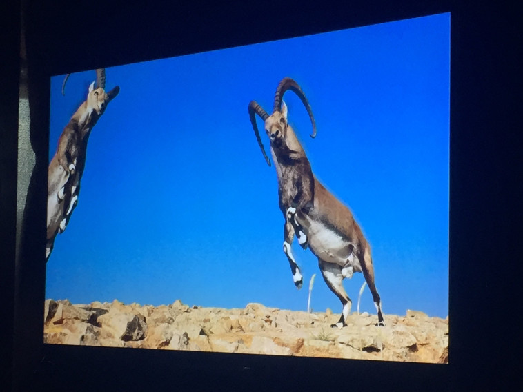 חווית צפייה בלתי רגילה. צילום: יח&quot;צ