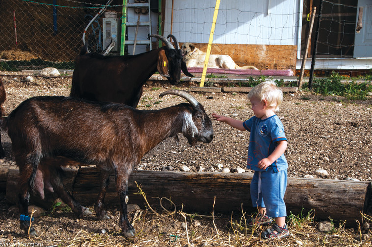 להכיר עיזים ואף לנסות בחליבה