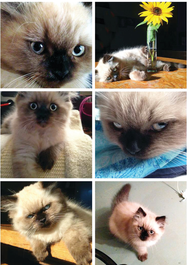 החתול ישמעאל, צילום קבוצתי. צילום: נעמי ליס-מיברג