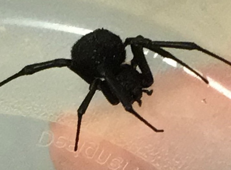 האלמנה השחורה שהובאה ע&quot;י ההורים לביה&quot;ח