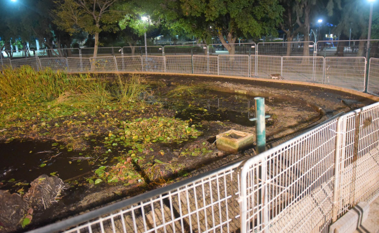 הבריכה האקולוגית. &quot;החתולים חוגגים&quot;. צילום: אבשלום ששוני