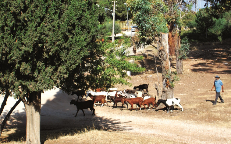 משק חי. צילום: מיטל שרעבי