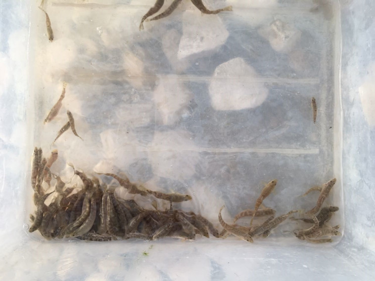  דגי הבינון רגע לפני שחרורם לנחל המלאכותי. צילום: רשות הטבע והגנים