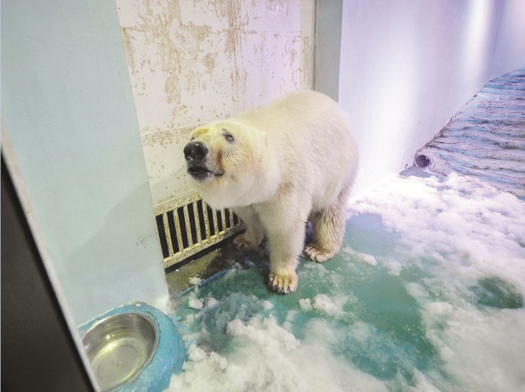 הדובה פיצה. תנאי מחייה קשים ביותר. צילום: הדיילי מייל 