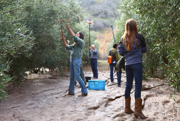 חגיגת עונת המסיק בבית הבד של הגולן. צילום: טליה אשוח סלומון