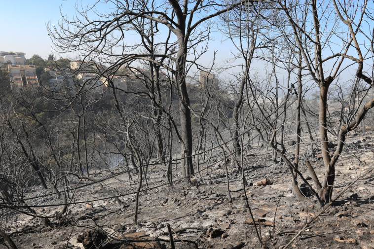 נזקים לבתים ולחורש בחיפה. צילום: ערן לוף