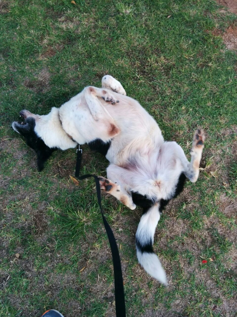 אריאל הגיעה לכאן בת חודשיים. כעת היא בת שש. צילום: דרור יוגב