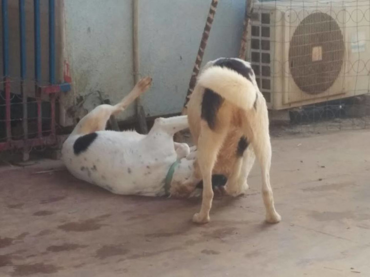 משחק ילדים - האחים אוסטרליה ואנטארקטיקה משתובבים. צילום: דרור יוגב