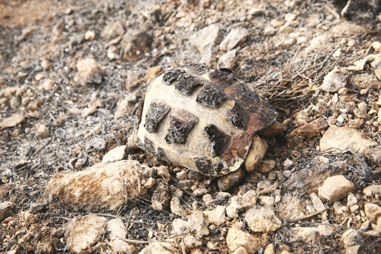 צב שנפגע במהלך השריפה. צילום: מירי צחי