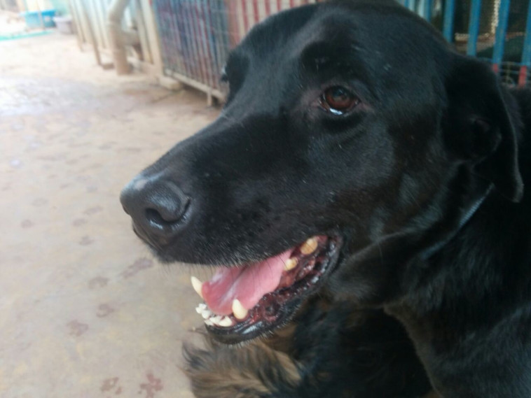 שותפה לחיבוקים והתחככות רגליים. הכלבה עמי, צילום: דרור יוגב