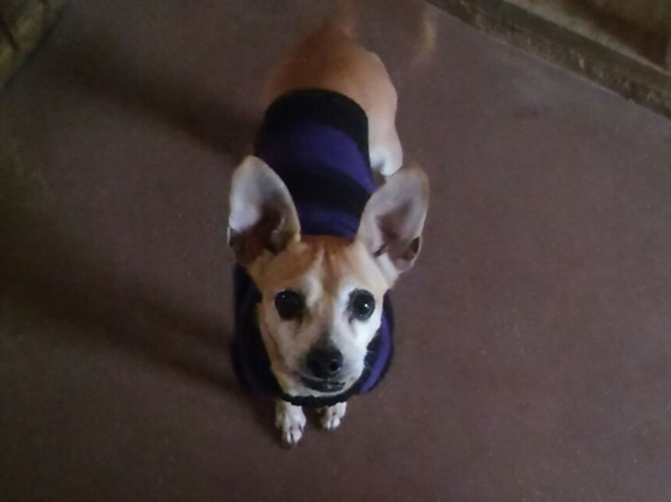 ליזי. צילום: דרור יוגב