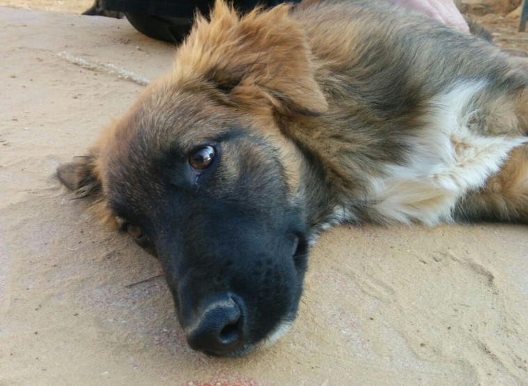 אחד הגורים לאימוץ. צילום: דרור יוגב