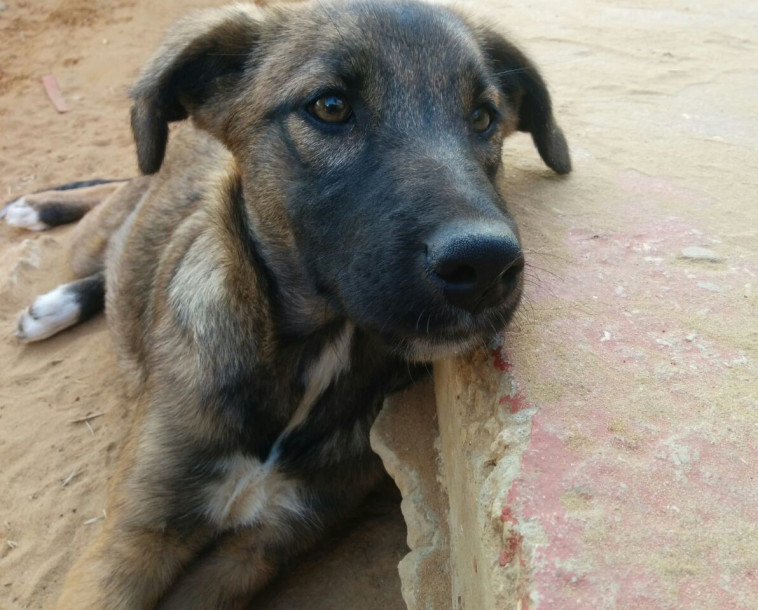 הגורה המתכרבלת. צילום: דרור יוגב