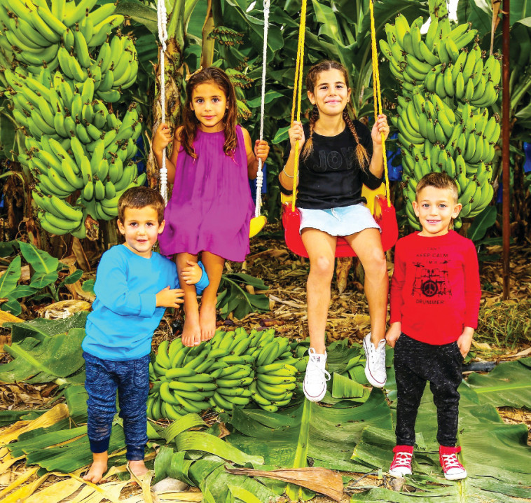 הזמן הצהוב. פסטיבל הבננה. צילום: שגיא בן יצחק