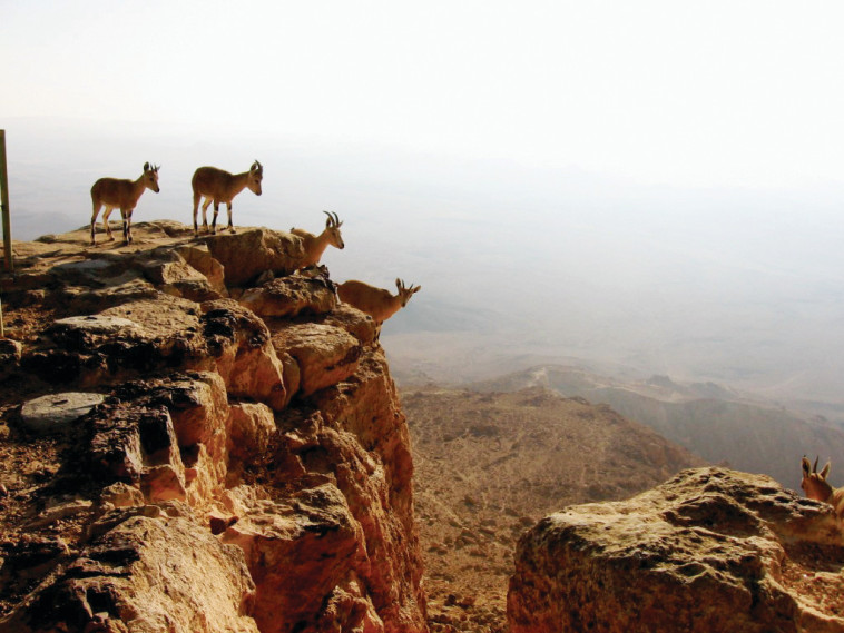 אינטימיות מדברת. איילים על המצוק. צילום: די ליברוק