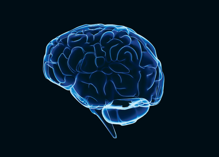 מוח, צילום אילוסטרציה. צילום: אינגאימג