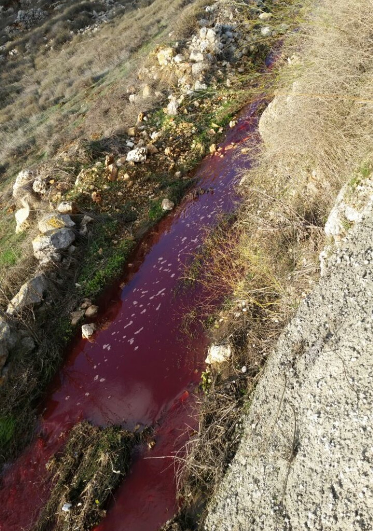 ביוב ודם זורמים בוואדי קלט. צילום: איגוד ערים לאיכות סביבה שומרון