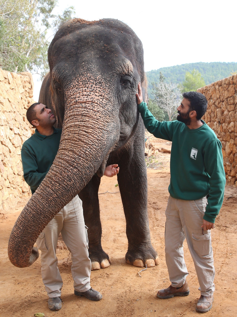 שחר קרה ואמר אובידת בגן החיות התנ&quot;כי. צילום: מירי צחי