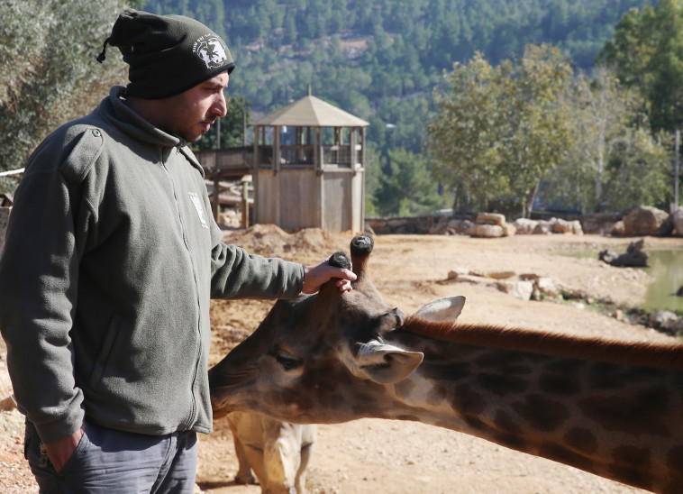 רושדי אליאן בגן החיות התנ&quot;כי. צילום: מירי צחי