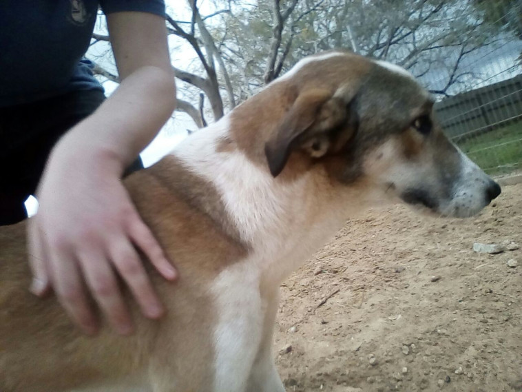 הכלבה גותהם. צילום: דרור יוגב