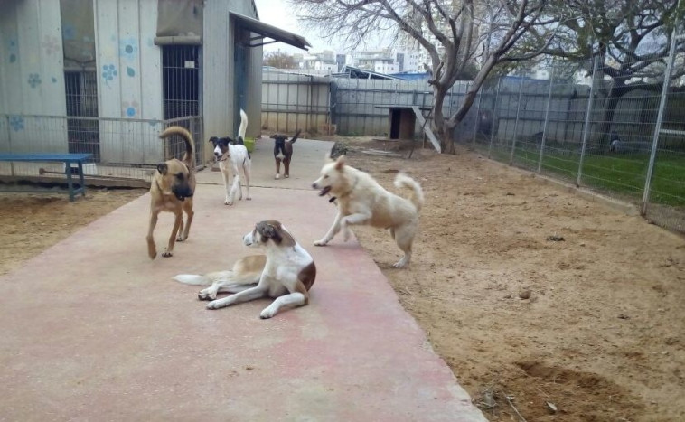 הכלבה גותהם והמטרידים. צילום: דרור יוגב