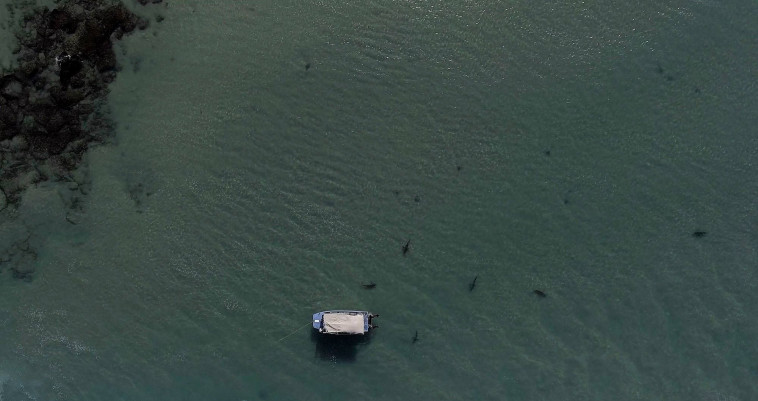 צילום: חגי נתיב, מרכז הלמסלי לחקר הים התיכון, אוניברסיטת חיפה