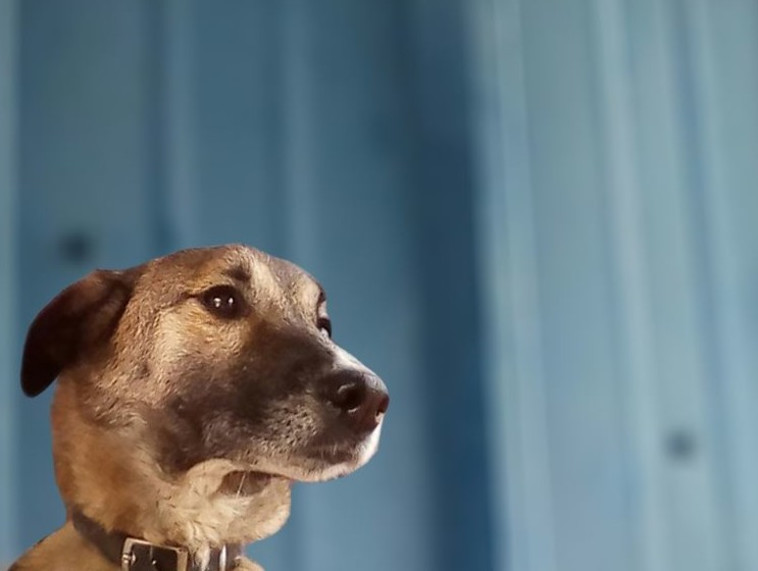 חוארז. כלבה מלכותית. צילום: דרור יוגב