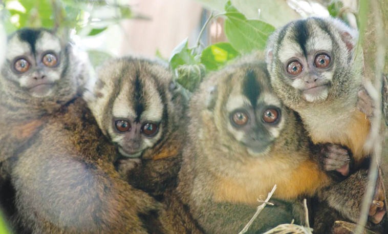 קוף לילה פרואני, שנמצא בסכנת הכחדה. צילום: אורי שיינס
