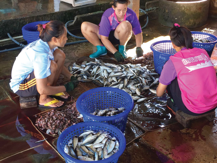 &quot;מסאז' של דגים&quot;. צילום: משה כהן, ד&quot;ר גבי זוהר