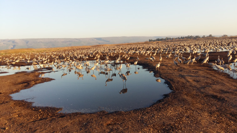 עגורים באגמון החולה. צילום: משה כהן
