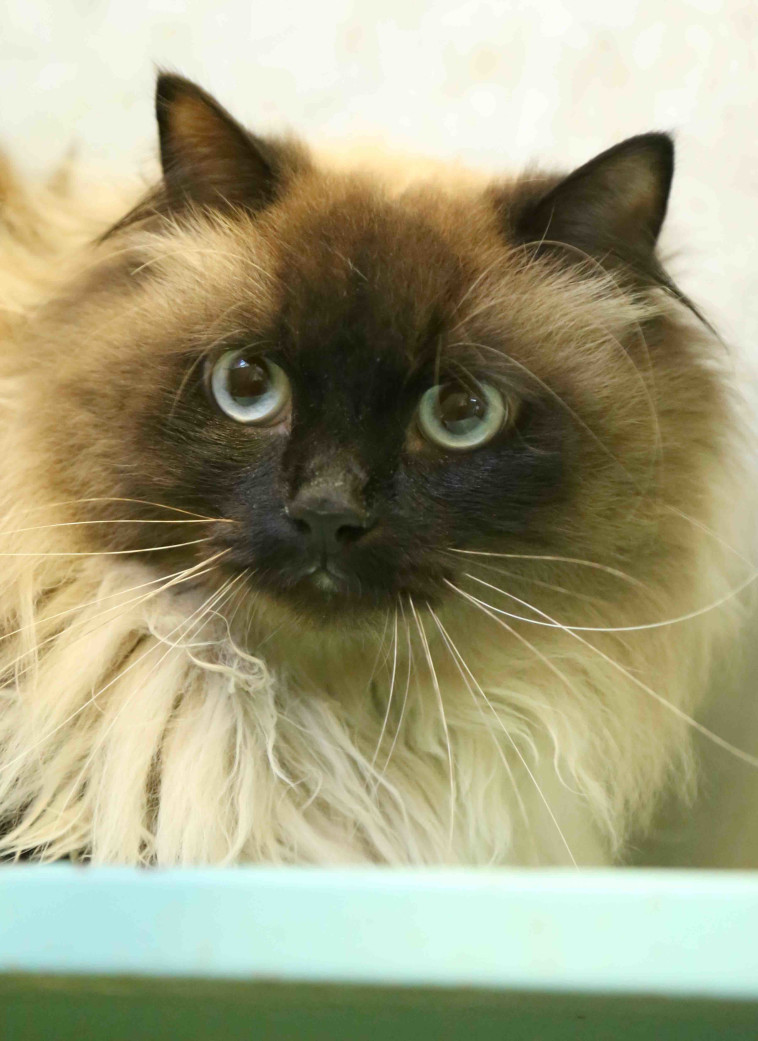 וסיה. זקוק לבית חם ומטפח. צילום: ללא קרדיט