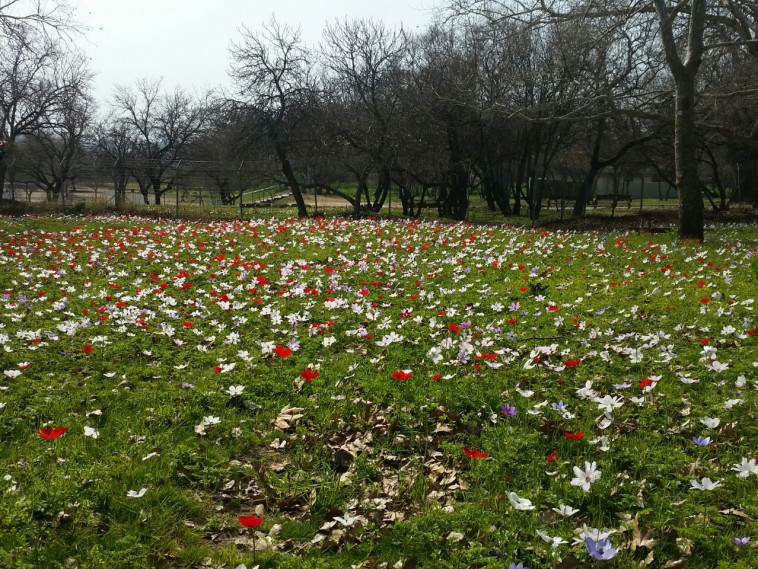 פריחה בגן הלאומי בית גוברין. צילום: אייל מטרני, רשות הטבע והגנים