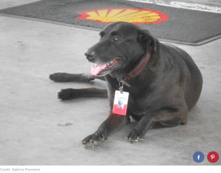 שעת מנוחה. צילום מסך