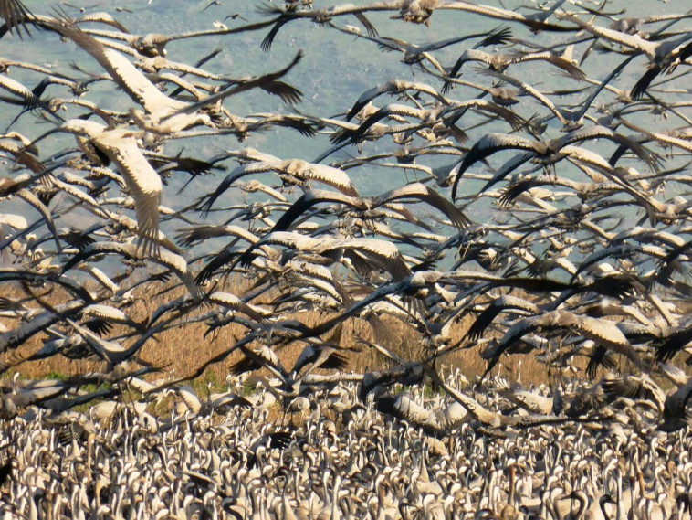 עגורים בעמק החולה, היום. צילום: עינבר רובין