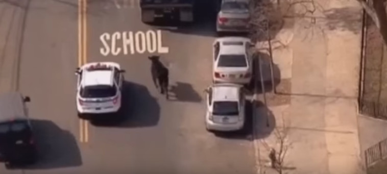 מרדף דרמטי. צילום מסך