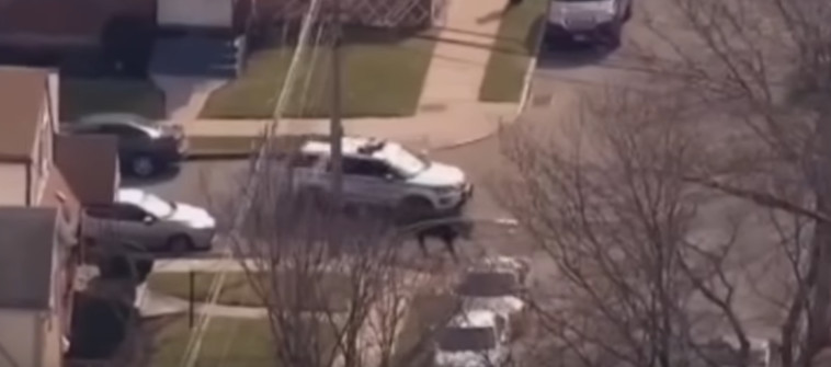 המרדף בעיצומו. צילום מסך