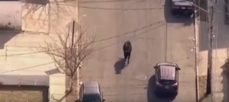 מרדף צמוד. צילום מסך