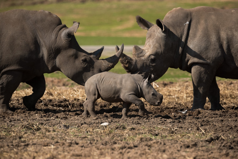 עם חבריו החדשים. צילום: שי בן נפתלי