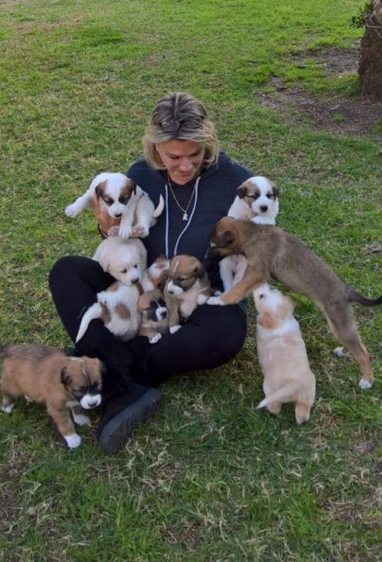 כלבים לאימוץ